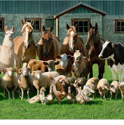 farm animals - Big Red Barn | Seguin, TX