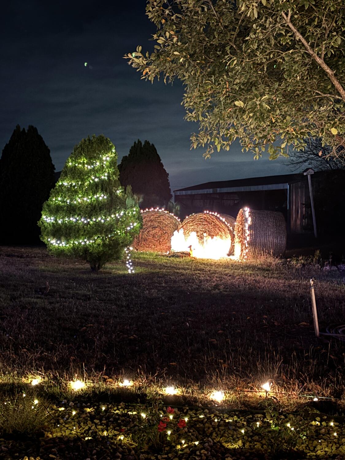 A lighted evergreen beside glowing hay bales at night