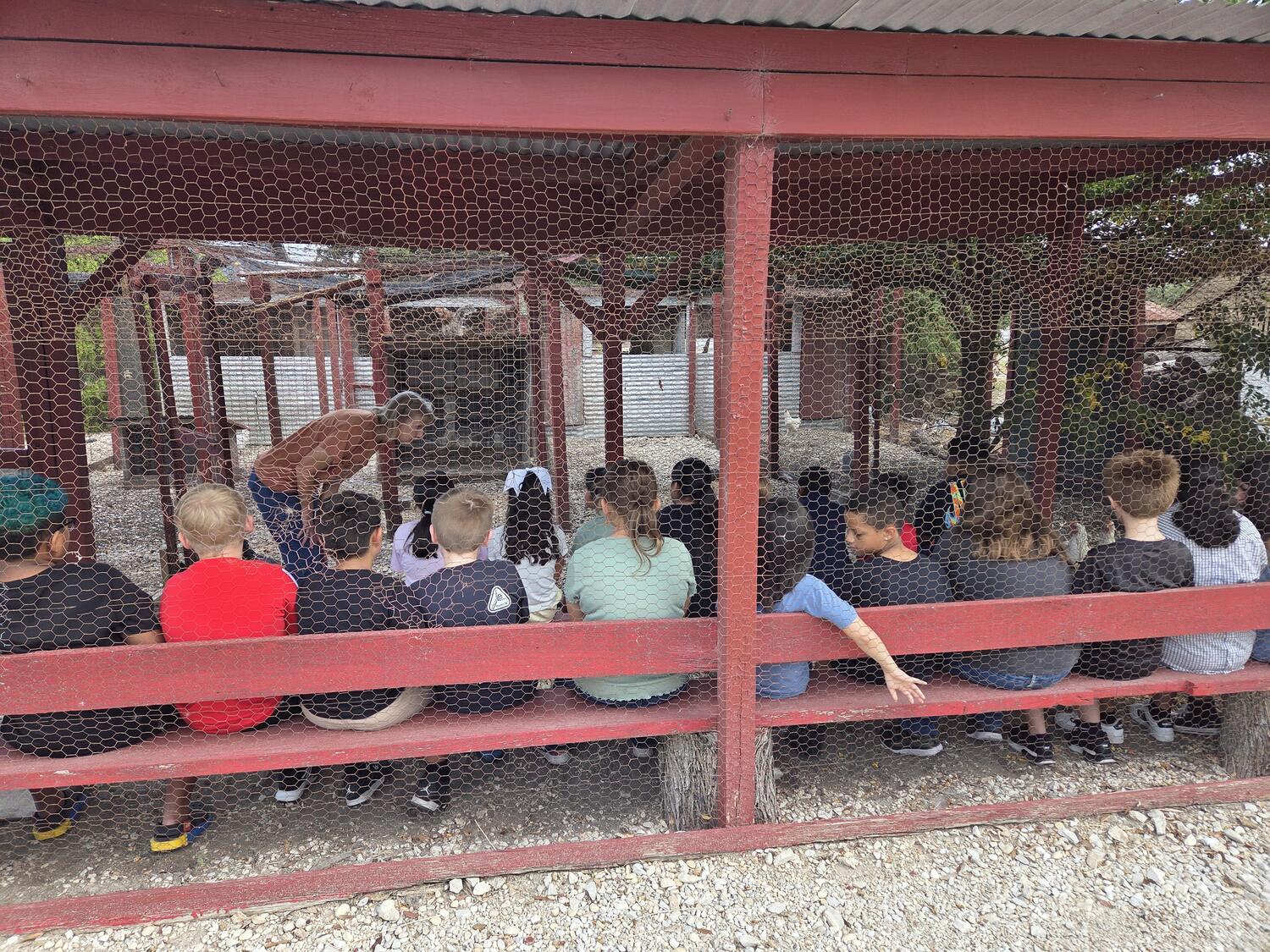 Students on benches at the poultry pens